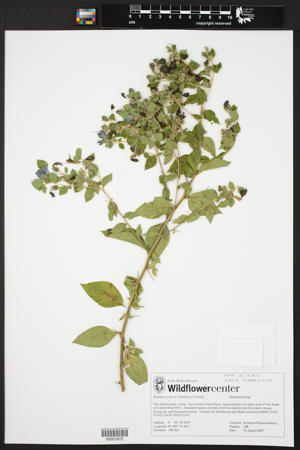 Hydrolea ovata image