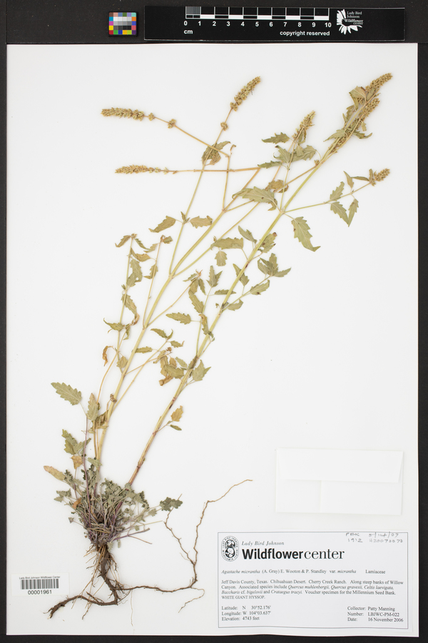 Agastache micrantha var. micrantha image