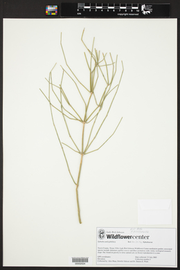 Ephedra antisyphilitica image