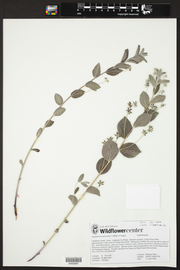 Argythamnia aphoroides image