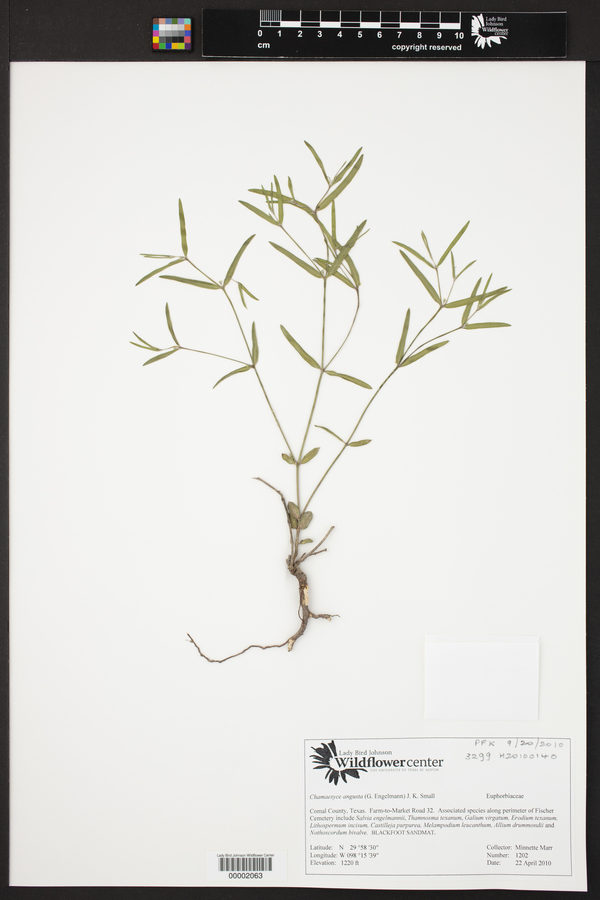 Chamaesyce angusta image