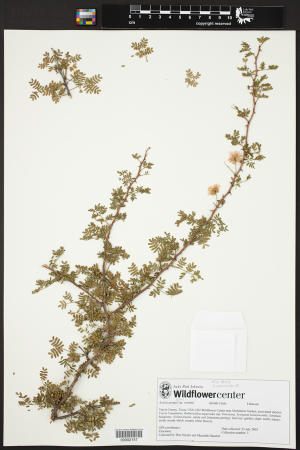 Acacia greggii var. wrightii image
