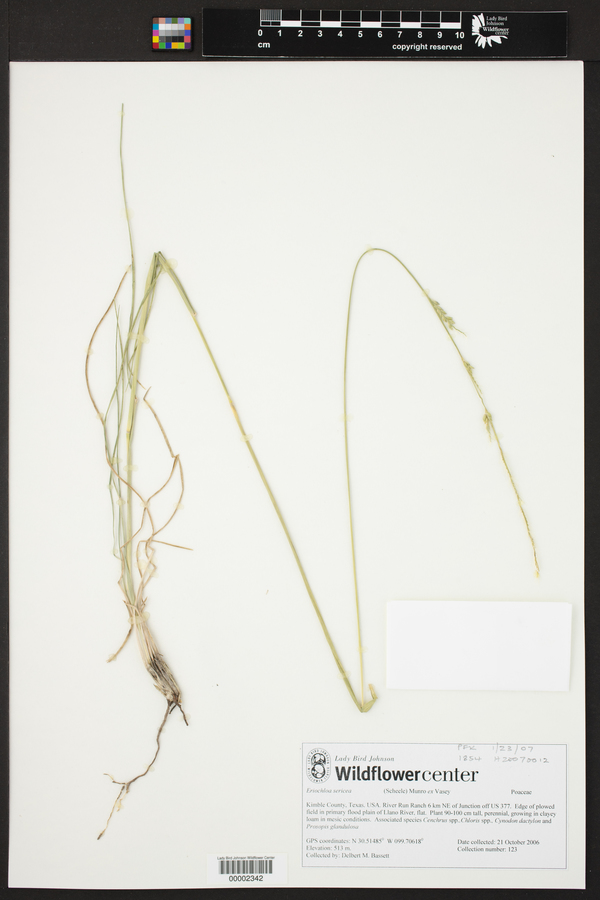 Eriochloa sericea image