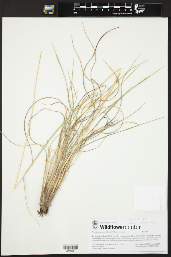 Eriochloa sericea image