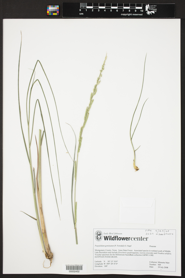 Paspalidium geminatum image