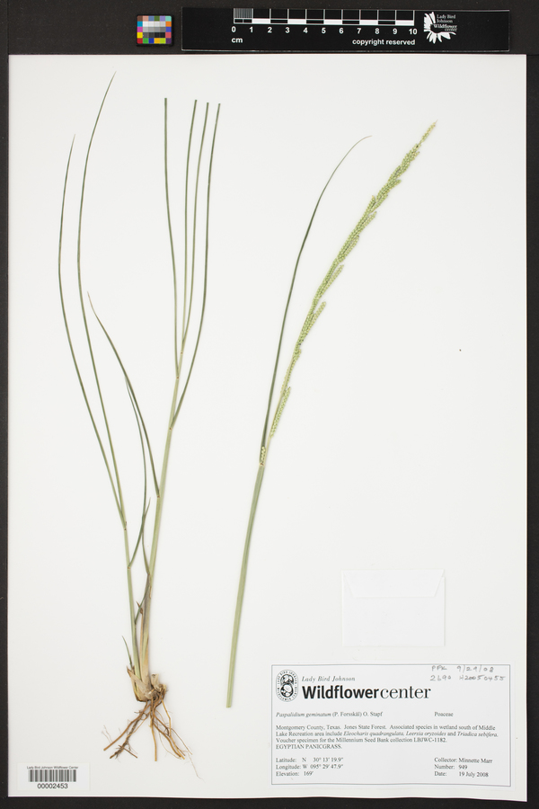 Paspalidium geminatum image