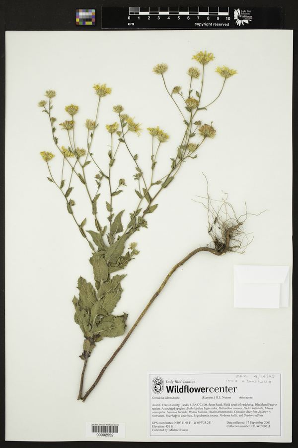 Grindelia adenodonta image