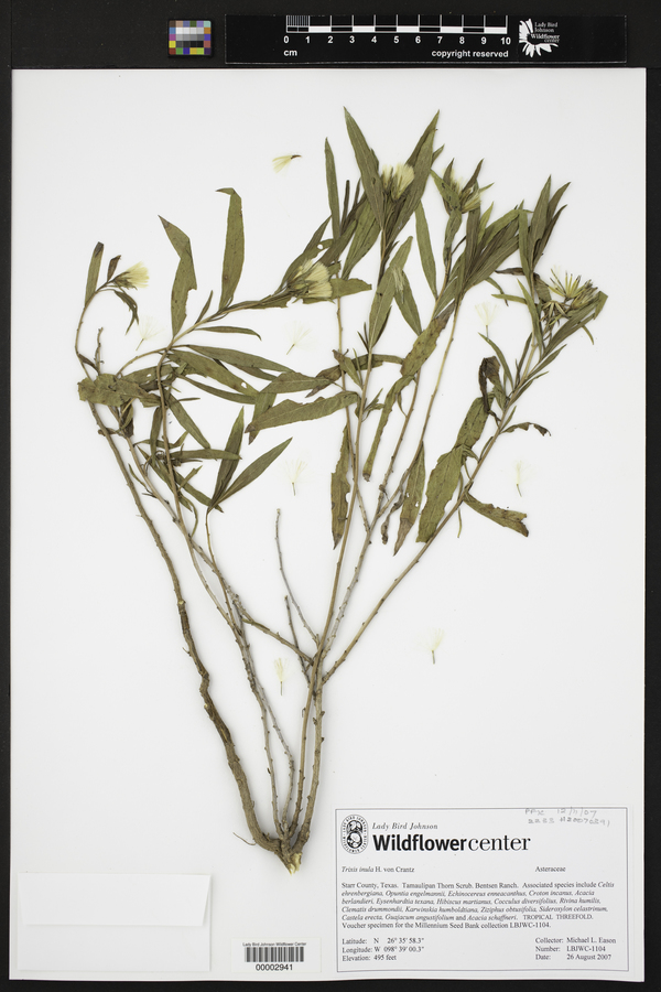 Trixis inula image