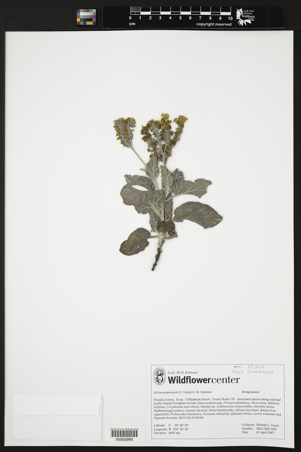 Heliotropium molle image
