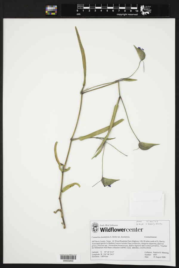Commelina dianthifolia var. dianthifolia image