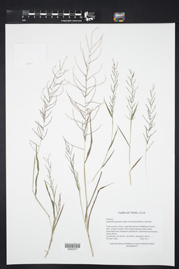 Leptochloa panicea subsp. mucronata image