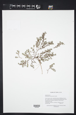 Euphorbia prostrata image