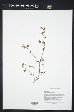 Mirabilis albida image