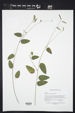 Desmodium psilophyllum image