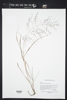 Eragrostis curtipedicellata image