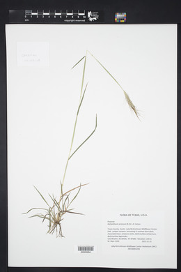 Dichanthium sericeum image