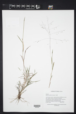 Digitaria pubiflora image