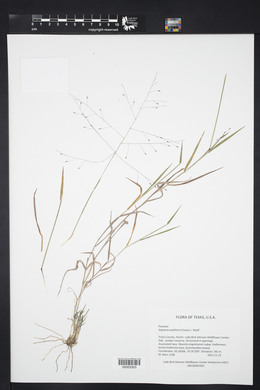 Digitaria pubiflora image