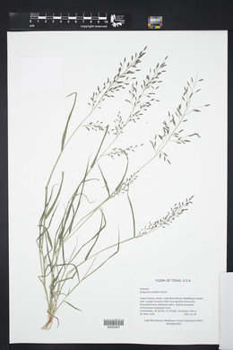 Eragrostis swalleni image