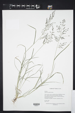 Eragrostis swalleni image