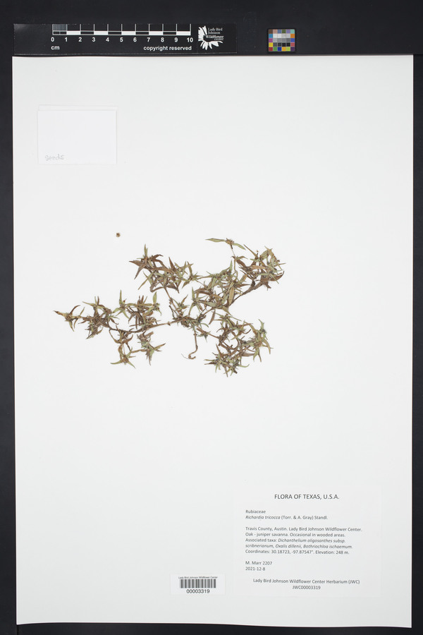 Richardia tricocca image