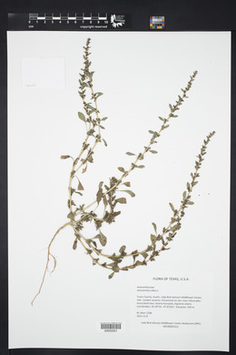 Amaranthus albus image