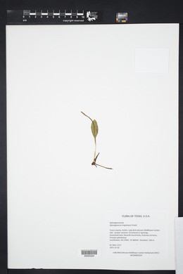 Ophioglossum engelmannii image