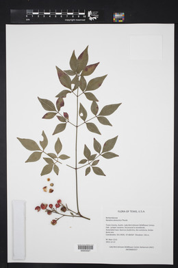 Nandina domestica image