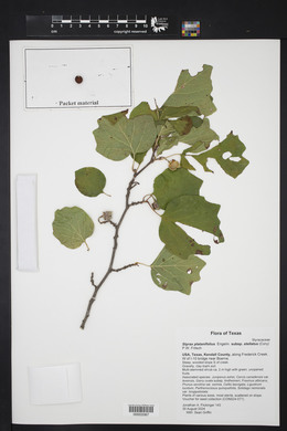 Styrax platanifolius image