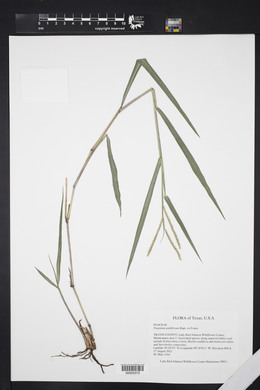 Paspalum pubiflorum image