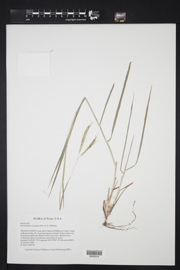 Dichanthium aristatum image