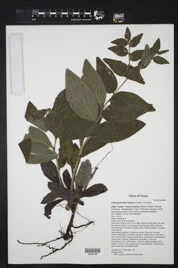 Lithospermum helleri image