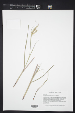 Dichanthium aristatum image