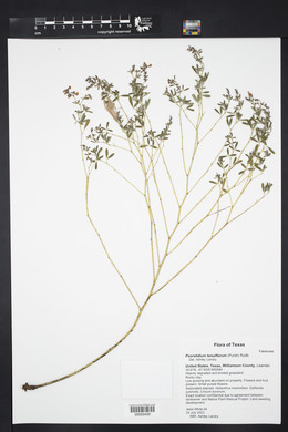 Pediomelum tenuiflorum image