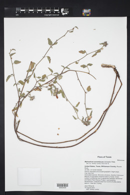 Malvastrum aurantiacum image