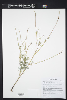 Dalea compacta image
