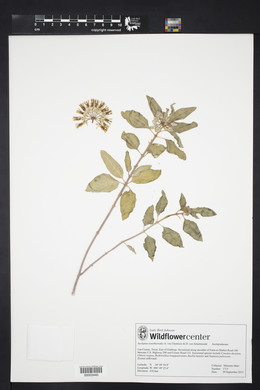 Asclepias oenotheroides image