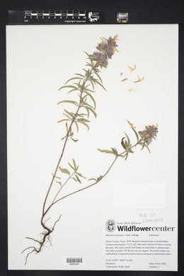 Monarda citriodora image