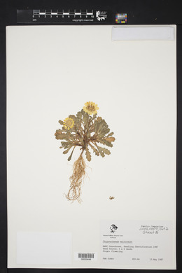 Coleostephus multicaulis image