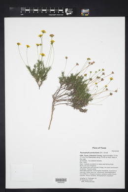 Thymophylla pentachaeta image