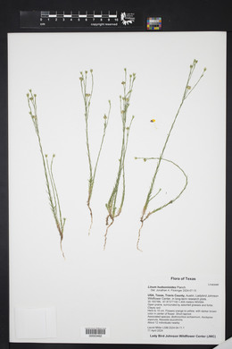 Linum hudsonioides image