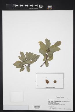 Quercus vaseyana image