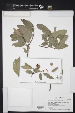 Quercus mohriana image