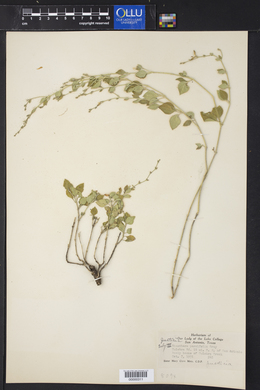 Image of Dianthera parvifolia