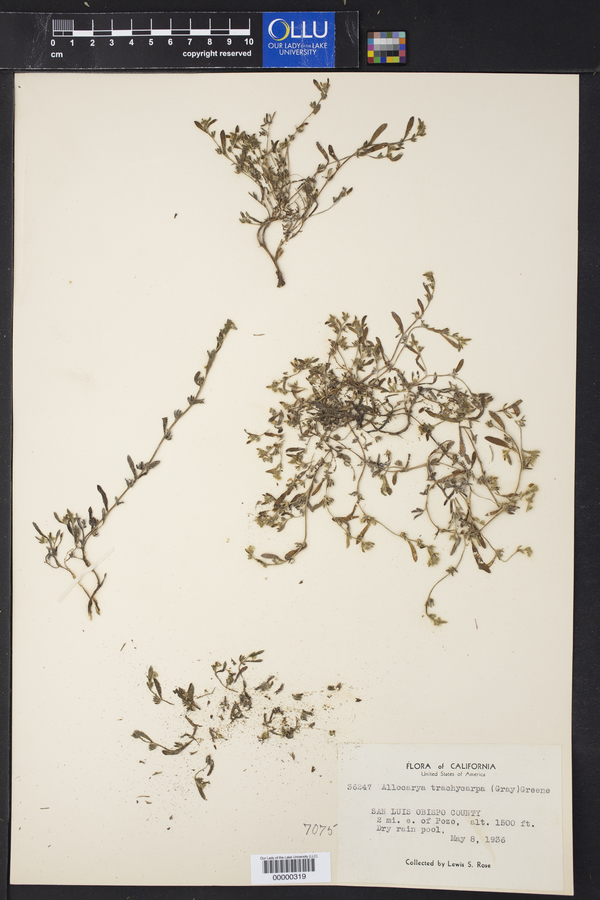 Allocarya trachycarpa image