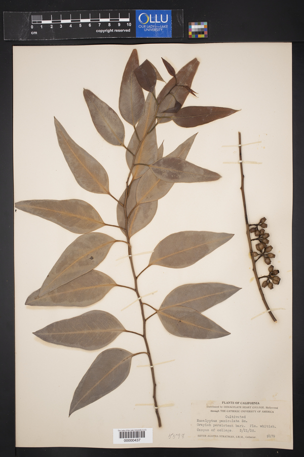 Eucalyptus paniculata image