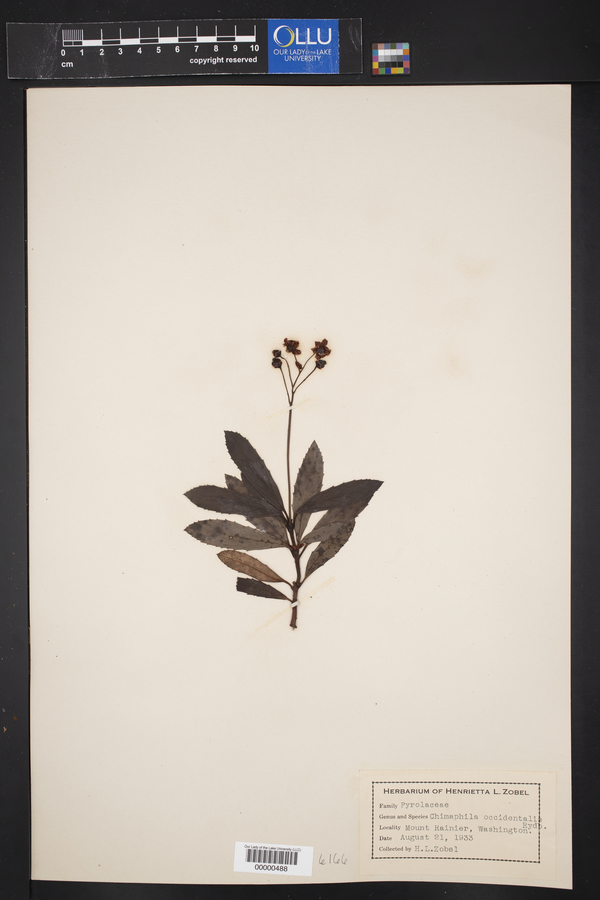 Chimaphila occidentalis image