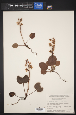 Pyrola grandiflora image