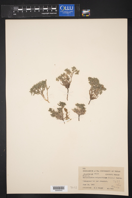 Image of Nama origanifolium