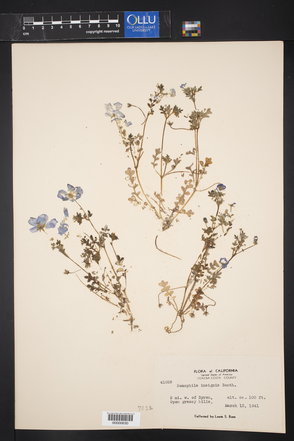 Nemophila insignis image